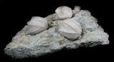 Blastoid (Pentremites) Fossils - Illinois #36030-2